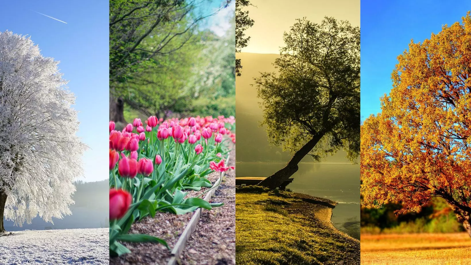 Winter, tree and snow, Spring tulips, Summer tree and pond, Fall tree with orange leaves